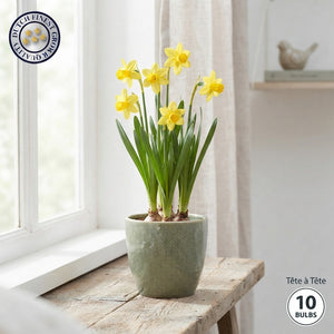 Narcissus ‘Tête-à-Tête’ Daffodil Bulbs – Pack of 10