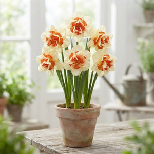 Mixed Double Narcissus Flower Bulbs – 14/16