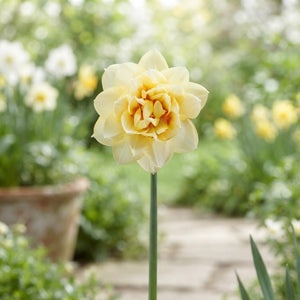 Narcissus ‘Double Romantic Paradise’ Flower Bulbs – Pack of 5