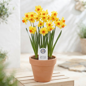 Narcissus ‘Martinette’ Daffodil Bulbs – 7 Bulbs