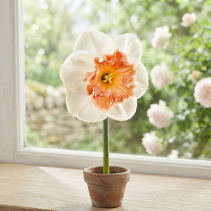 Narcissus ‘Precocious’ Daffodil Bulbs – Pack of 5