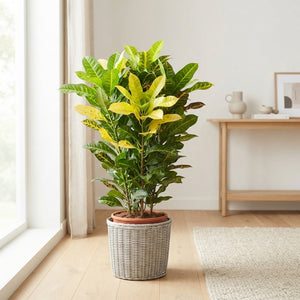 Large-Leaved Croton (Codiaeum variegatum) – 30cm Pot