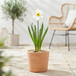 Narcissus ‘Segovia’ Daffodil Flower Bulbs – 12/+