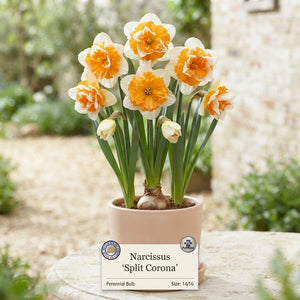 Mixed Split-Corona Daffodil Bulbs – Pack of 5