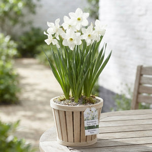 Narcissus ‘Thalia’ Daffodil Bulbs – Pack of 7