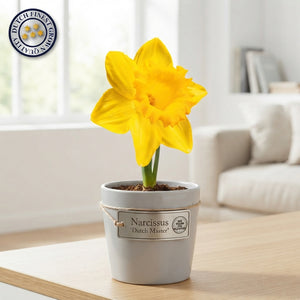 Narcissus ‘Dutch Master’ Trumpet Daffodil Bulbs – 5 Bulbs