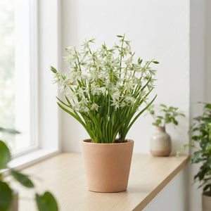 Star of Bethlehem Ornithogalum nutans Flower Bulbs