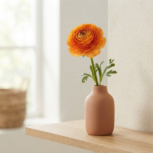 Orange Ranunculus asiaticus Flower Bulbs – 6/7