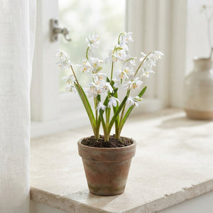 White Siberian Squill Scilla siberica 'Alba' Bulbs – 8/9cm