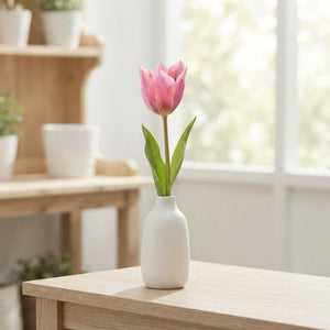 Tulip ‘Albert Heijn’ Flower Bulbs – Pack of 7