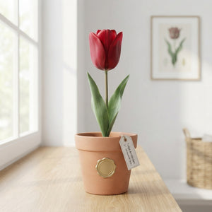 Tulipa ‘Amsterdam’ Red Flower Bulbs – Pack of 10