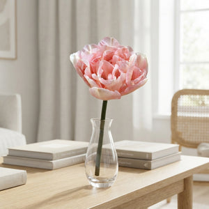 Tulipa ‘Angelique’ Double Pink Tulip Bulbs – 7 Bulbs
