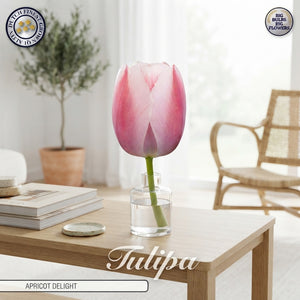 Tulipa ‘Apricot Delight’ Tulip Bulbs – Pack of 7