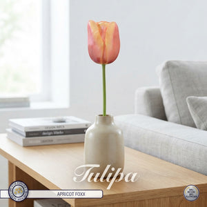 Tulipa ‘Apricot Foxx’ Tulip Bulbs – 12/+
