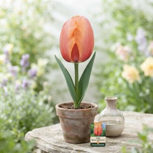 Tulipa ‘Apricot Impression’ Tulip Bulbs – 12/+