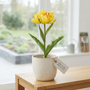 Tulipa 'Aquilla' Double-Flowered Tulip Bulbs – Pack of 7