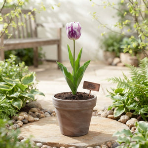 Tulipa ‘Atlantic’ Tulip Bulb Collection – 10 Bulbs