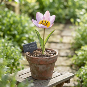 Tulipa bakeri ‘Lilac Wonder’ Flower Bulbs – Pack of 10