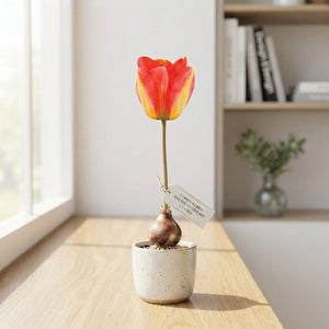 Apeldoorn Elite Darwin Hybrid Tulip Bulb