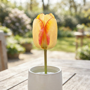 Tulipa ‘Beauty of Spring’ Darwin Hybrid Tulip Bulbs