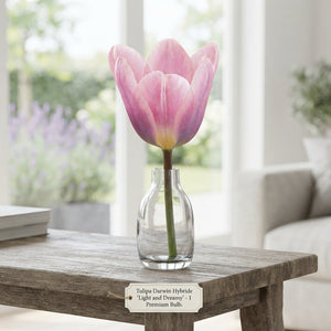 Tulipa ‘Light and Dreamy’ Darwin Hybrid Tulip Bulbs