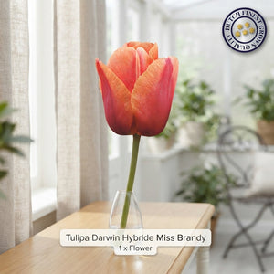 Tulipa ‘Miss Brandy’ Darwin Hybrid Tulip Bulbs – Pack of 7