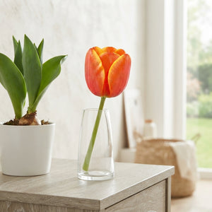World’s Favourite Darwin Hybrid Tulip Bulbs – 10 Pack