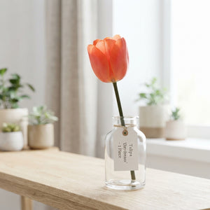 Tulipa ‘Daydream’ Flower Bulbs – Pack of 10