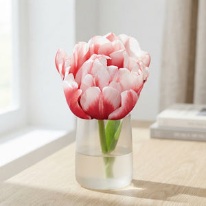 Double Early ‘Columbus’ Tulip Bulbs – Pack of 7