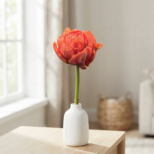 Tulip ‘Double Early Orca’ Bulbs – Pack of 7