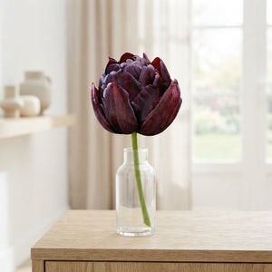 Black Hero Double Late Tulip Bulbs – 7 Bulbs
