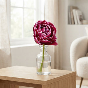 Dream Touch Double Late Tulip Bulb – Pack of 7