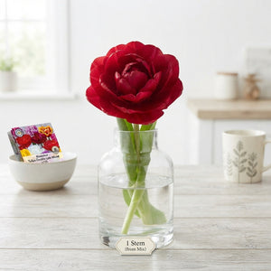 Mixed Double Late Tulip Bulb Collection – 10 Bulbs