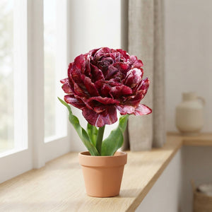Tulip ‘Nachtwacht’ Double Late Flower Bulbs – 5 Bulbs