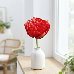 Tulipa ‘Double Late Pamplona’ Tulip Bulbs – Pack of 7
