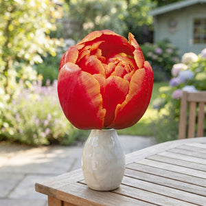 Tulipa 'Queensday' Double Late Tulip Bulbs – Pack of 7