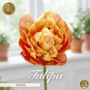 Tulipa ‘Valdivia’ Double Late Tulip Bulbs – 7 Bulbs