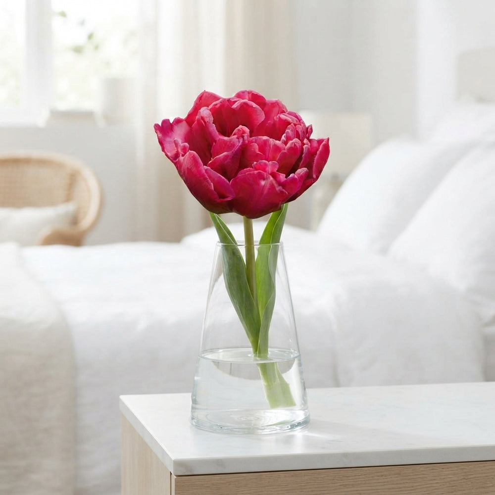 Tulipa Double Late ‘World Bowl’ Bulbs – Pack of 7