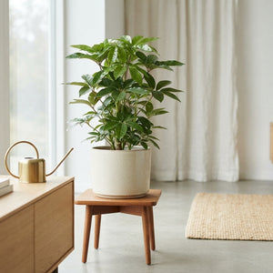 Umbrella Tree (Schefflera) – 24cm Pot, Approx. 110cm High