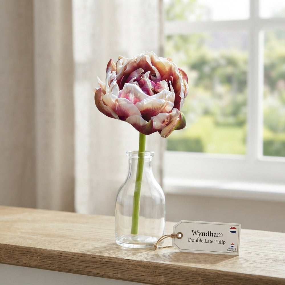 Tulipa ‘Wyndham’ Double Late Tulip Bulbs – Pack of 7