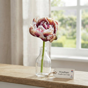 Tulipa ‘Wyndham’ Double Late Tulip Bulbs – Pack of 7