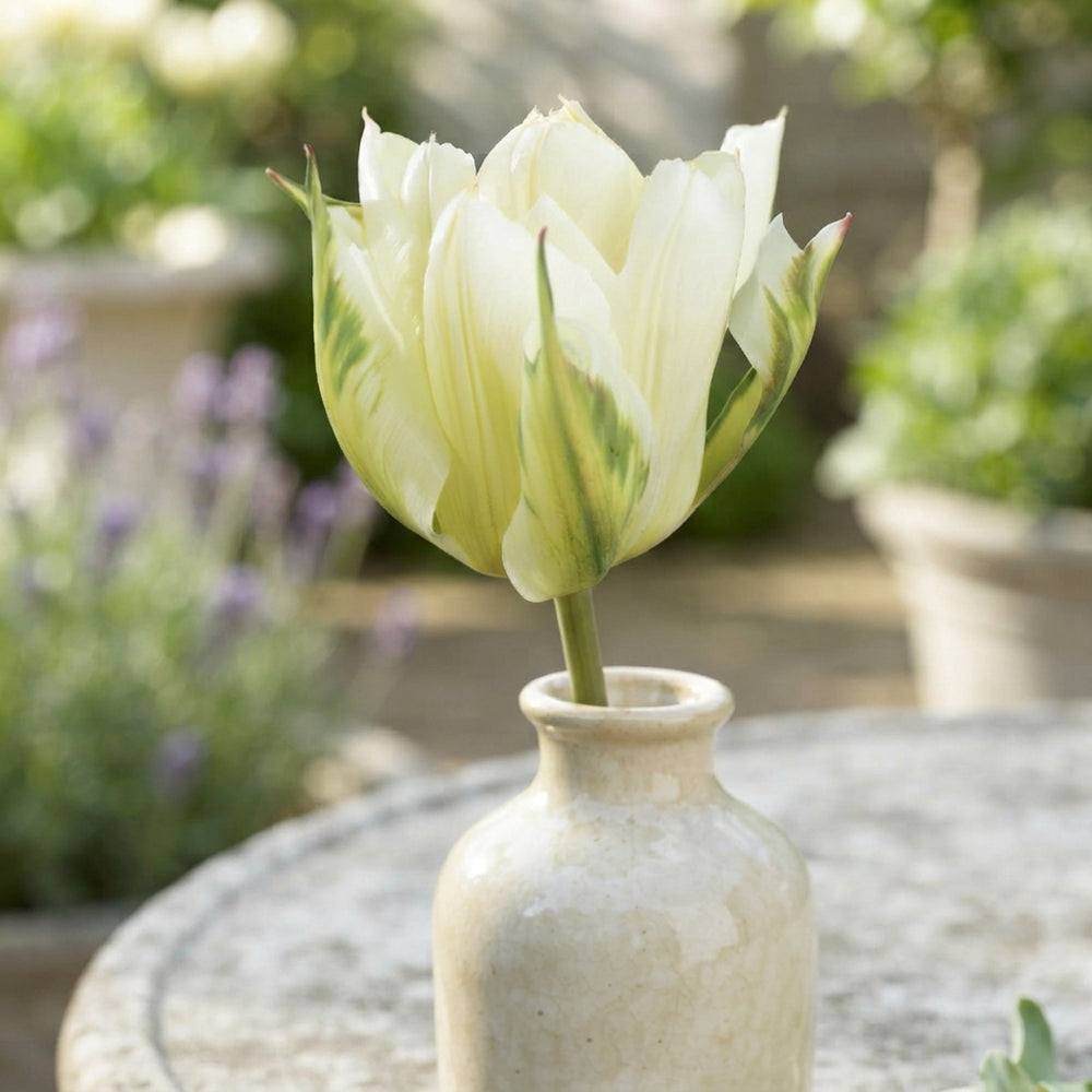 Tulipa fosteriana ‘Exotic Emperor’ Tulip Bulbs – Pack of 7