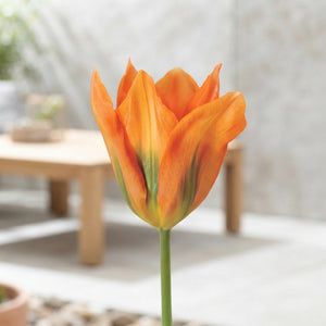 Tulipa Fosteriana ‘Orange Emperor’ Tulip Bulbs