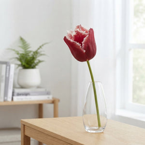 Fringed Tulip ‘Canasta’ Bulbs – Pack of 7