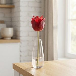 Tulipa ‘Fringed Crystal Beauty’ Tulip Bulbs – 10 Pack