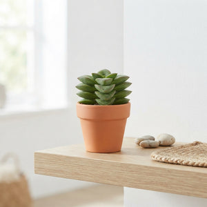 Crassula ‘Springtime’ Succulent – 5.5cm Pot