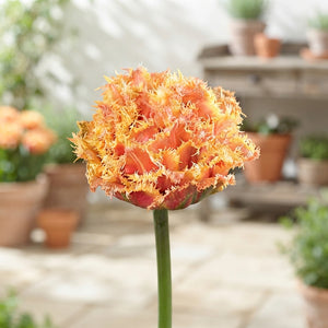 Brisbane Fringed Double Tulip Bulbs – 7 Bulbs