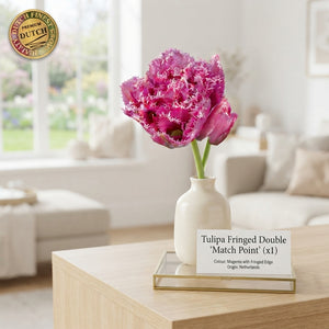 Tulipa ‘Fringed Double Match Point’ Bulbs – Pack of 7