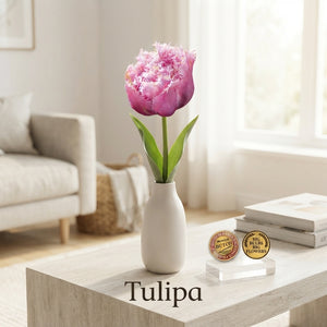 Tulipa ‘Fringed Double Perth’ Tulip Bulbs – Pack of 7