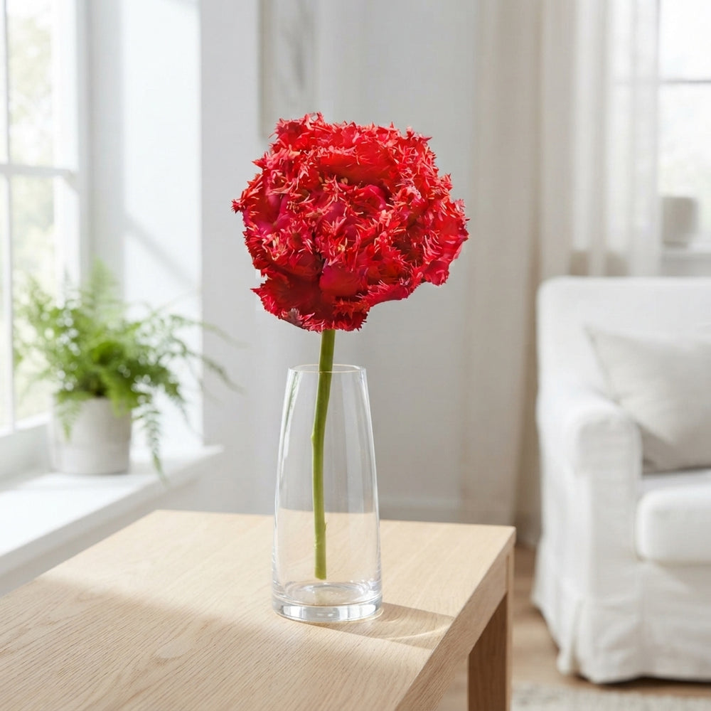 Fringed Double Tulip ‘Quatar’ Bulbs – Pack of 7